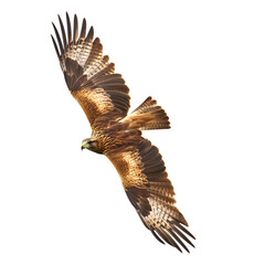 golden eagle in flight