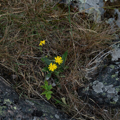 gelbe Blumen auf kargem Boden zwischen Felsen 