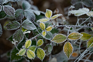 Frost an gr&uuml;nen Bl&auml;ttern im fr&uuml;hen Winter