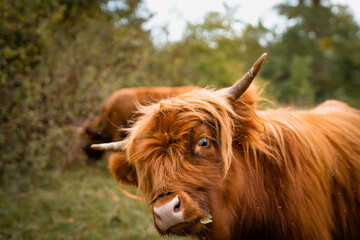 lustige Highlandkuh