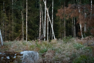wilde Elchkuh am Waldrand