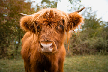 Portrait einer wundersch&ouml;nen Highlandkuh mit langem, orangem Fell in Freilandhaltung