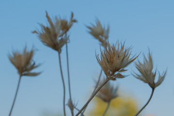 Dried seed pods of Bituminaria palaestina (Palestinian trefoil) against a bright blue sky. Macro...
