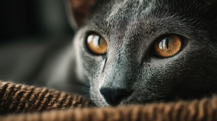 Close-up of cat face with golden eyes and soft fur in warm light.