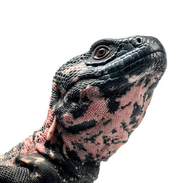 Png of closeup of a chuckwalla lizard isolated on transparent background, showcasing its unique skin pattern and texture details
