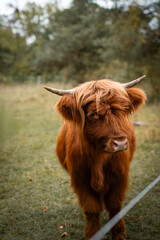 sch&ouml;ne Highlandkuh auf der Weide in Deutschland