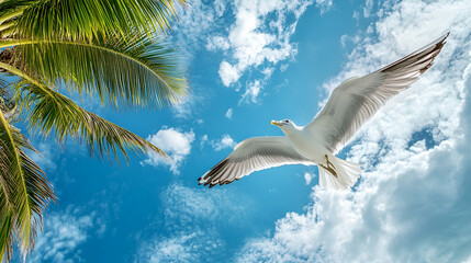 seagull in flight