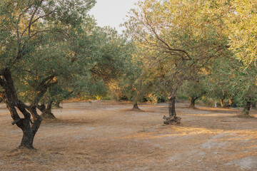 Dry cracked soil in a Mediterranean olive grove: symbolizing drought and water scarcity