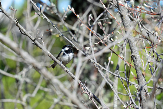 Tannenmeise Periparus ater