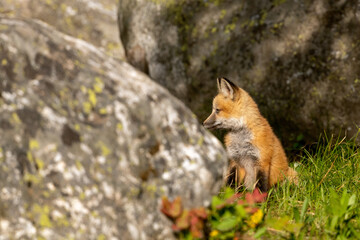 A curious red fox kit leaves the den and explores its surroundings