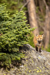 A curious red fox kit leaves the den and uses a boulder to take it all in
