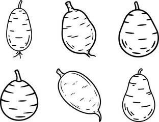 Set of Minimalist hand drawn jicama outline icon vector