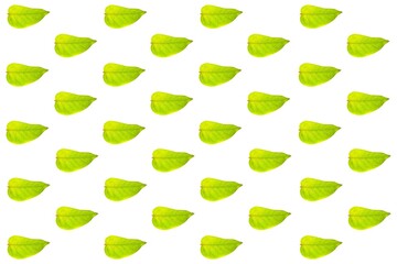 Seamless Pattern of Fresh Green Leaves on a White Background for Textile Design