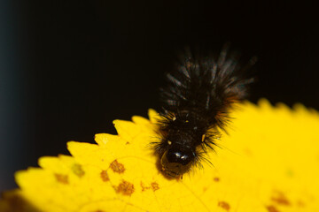 A black, fluffy, hairy caterpillar on a bright yellow leaf on a sunny autumn day.