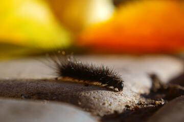 A black, fluffy, hairy caterpillar on a bright yellow leaf on a sunny autumn day.