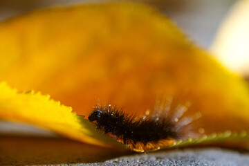 A black, fluffy, hairy caterpillar on a bright yellow leaf on a sunny autumn day.