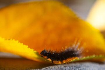 A black, fluffy, hairy caterpillar on a bright yellow leaf on a sunny autumn day.