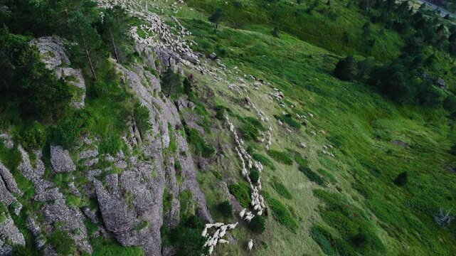 Stunning aerial footage of a large flock of sheep walking in a line across a steep, verdant mountain. A concept of livestock farming and transhumance