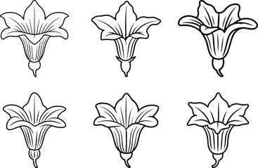 Set of Minimalist hand drawn squash blossom outline icon vector
