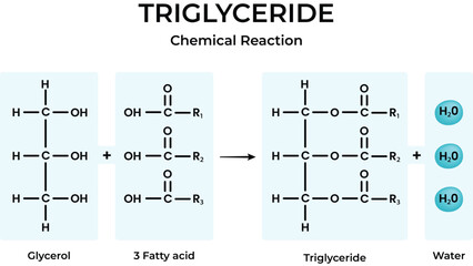 Triglyceride Synthesis Chemical Reaction Diagram