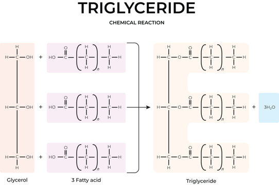 Triglyceride Formation Chemical Reaction Diagram Design