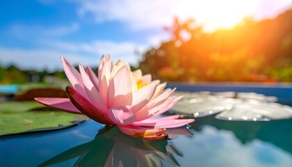 Close-up of pink water lily floating serenely on blue water with sunlight