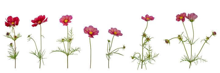 Cosmos flowers and stems  - 7 pink isolated side on. PNG.