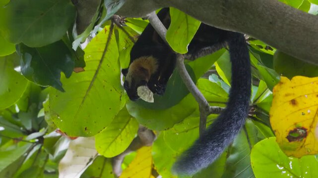 Malayan Giant Black Squirrel hanging on a tree branch eating a nut and fruit