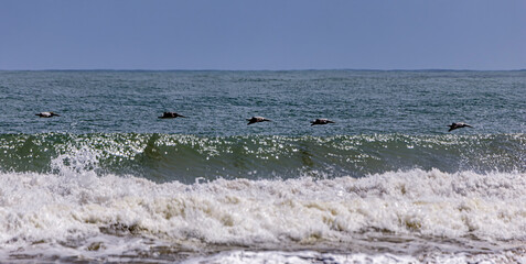 flock of brown pelicans