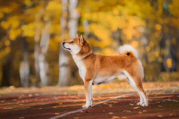 Shiba Inu dog show quality 