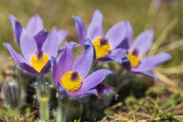 Fototapeta premium Pasqueflowers pulsatilla grandis greater pasqueflower