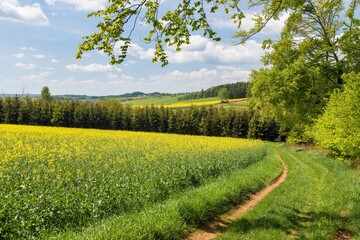 rapeseed canola or colza field in Latin Brassica napus