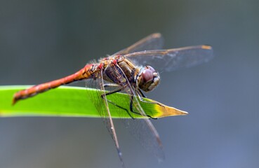 Ruddy darter red dragonfly Sympetrum sanguineum