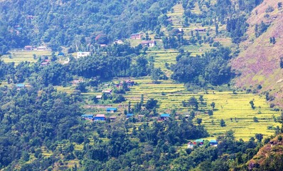 rice or paddy fields in Nepal Himalaya mountain