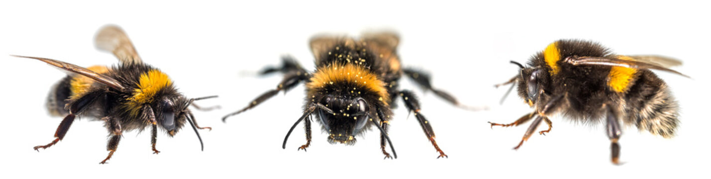 three bumblebees Bombus terrestris buff-tailed bumblebee