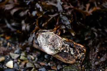 A live oyster on a wild beach against a backdrop of seaweed