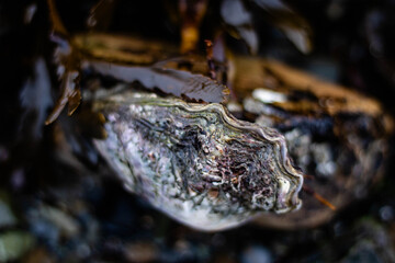 A live oyster on a wild beach with seaweed in the background, an extra-close shot focusing on the shellfish
