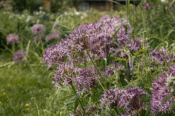 Obraz premium Blooming velvet violet allium flowers and yarrow on evening day in the garden .Selective focus .