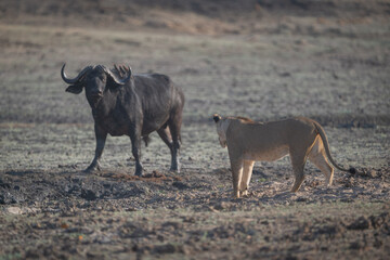 Lioness confronts Cape buffalo in dry pan