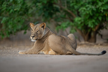 Naklejka premium Lioness lies on bare ground near bushes