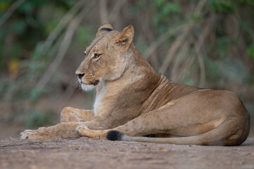 Lioness lies on bare ground near trees