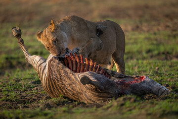 Obraz premium Lioness stands pawing zebra carcase in sunshine