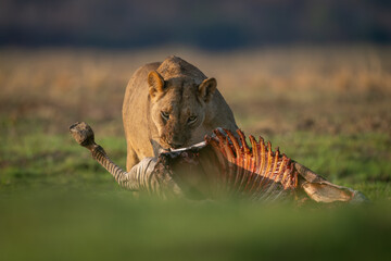 Obraz premium Lioness stands gnawing on zebra in grass