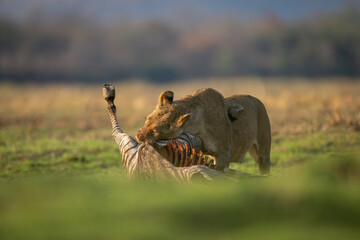Obraz premium Lioness stands eating zebra kill in sunshine