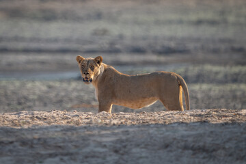 Lioness stands behind sandy bank in sunshine