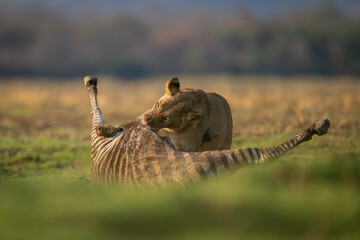 Obraz premium Lioness stands chewing zebra carcase in sunshine