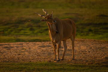 Male common eland shakes oxpecker from head