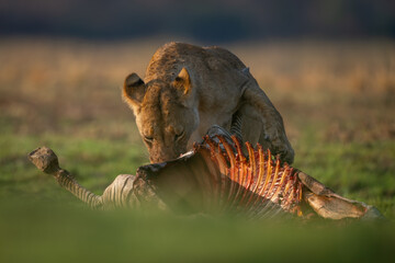Obraz premium Lioness stands with zebra kill in sunshine