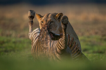 Obraz premium Lioness stands feeding on zebra in grassland