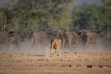 Naklejka premium Lioness runs after herd of Cape buffalo